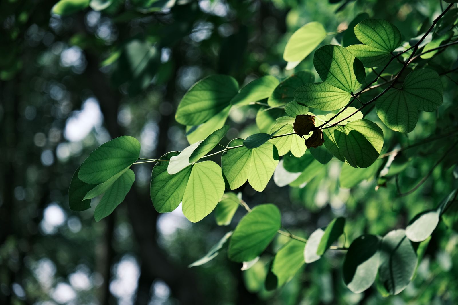 Sunlight filtering through a thinned hardwood canopy