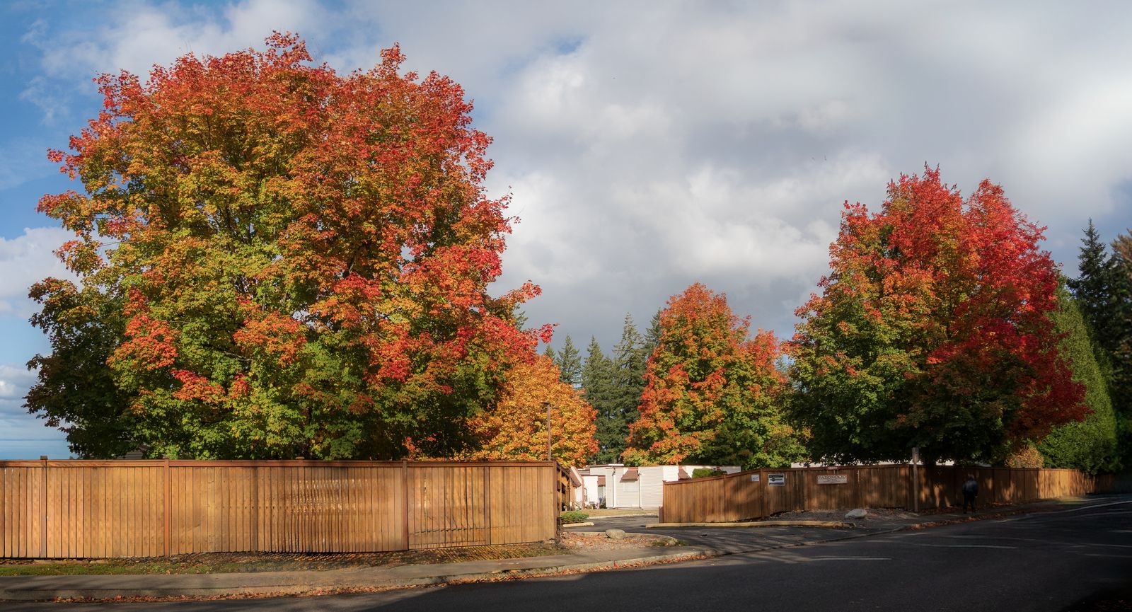 Autumn trees in the Blue Ridge landscape