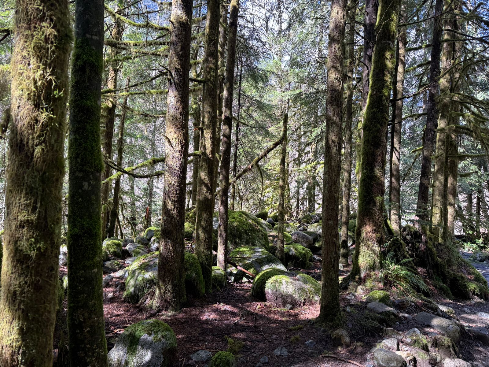 Summer trees in the Blue Ridge landscape