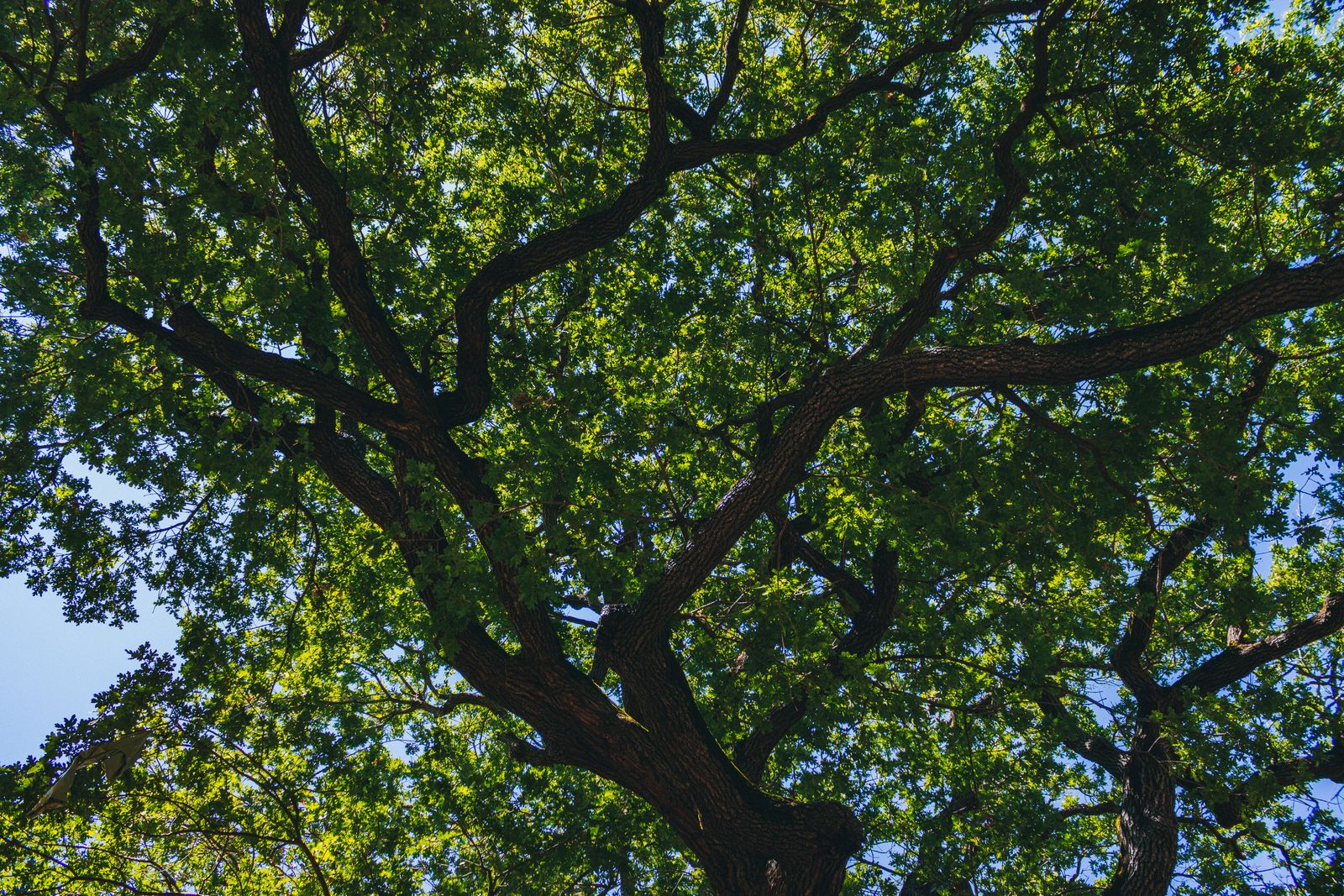 Sunlit oak canopy