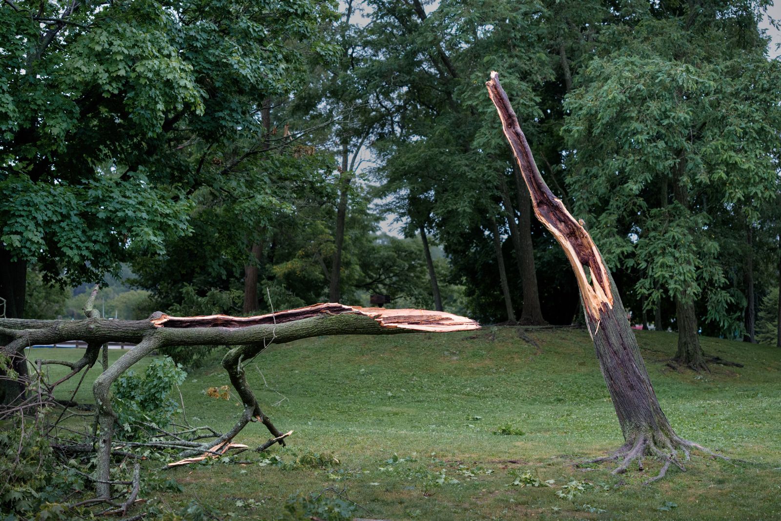 Split willow oak after a squall