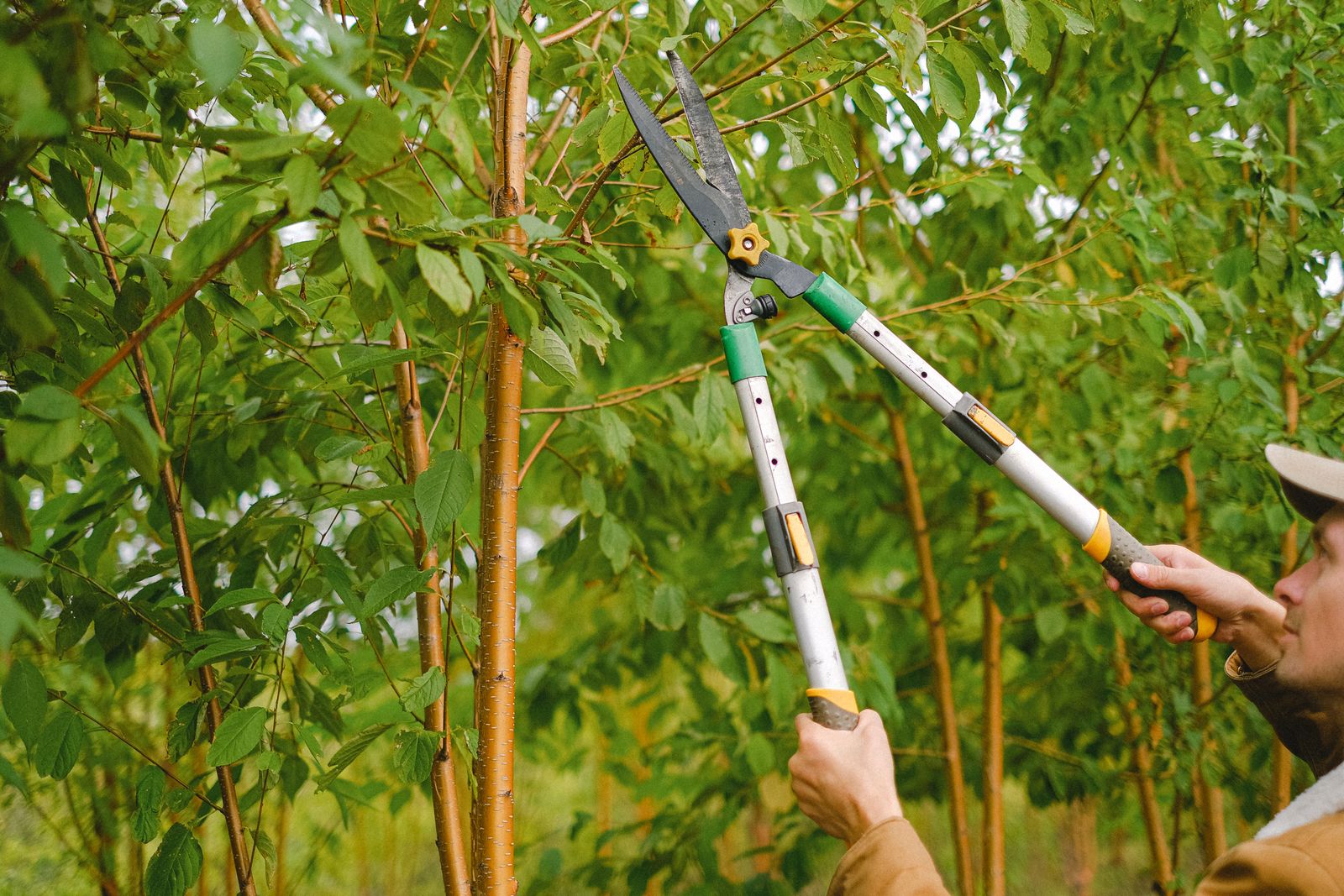 Arborist removing a dead limb with a handsaw on rope and saddle