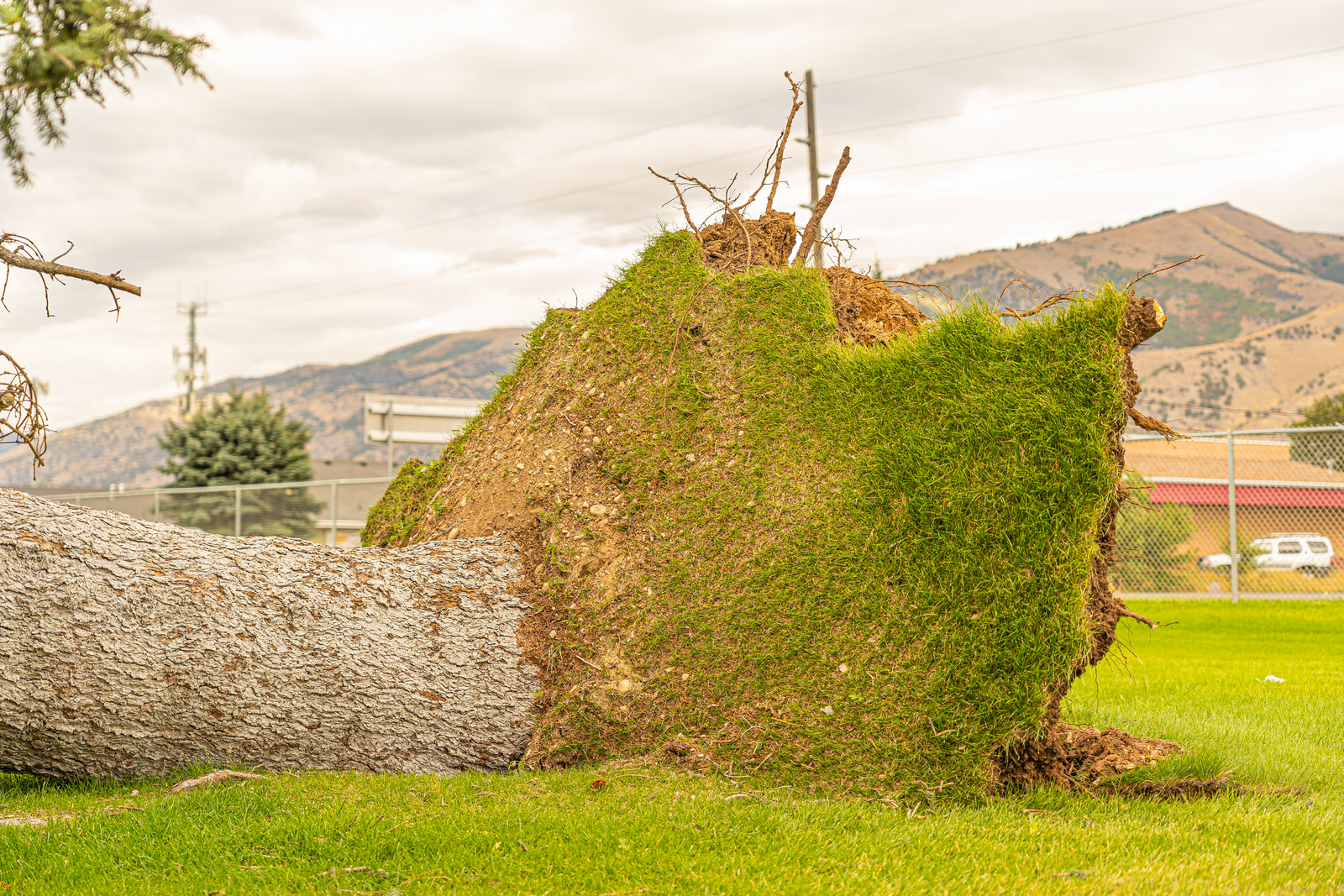 Uprooted tree lying across a lawn
